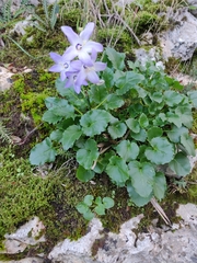 Campanula austroadriatica