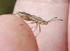 Darmistus subvittatus