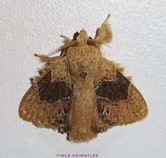 Euglyphis vitripuncta