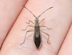 Darmistus subvittatus