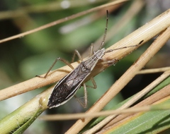 Darmistus subvittatus