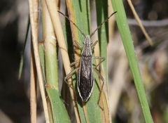 Darmistus subvittatus