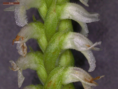 Spiranthes ovalis ovalis
