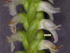 Spiranthes ovalis ovalis