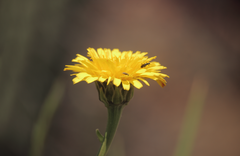 Hypochaeris scorzonerae
