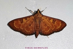 Prenesta scyllalis