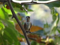 Selasphorus sasin