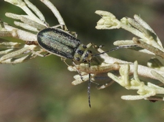 Trirhabda sericotrachyla
