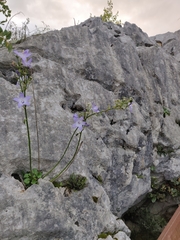 Campanula austroadriatica