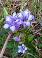 Gentiana catesbaei