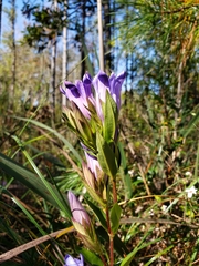 Gentiana catesbaei
