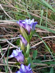 Gentiana catesbaei