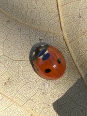 Coccinella septempunctata