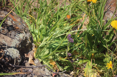 Hypochaeris scorzonerae