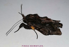 Darceta falcata