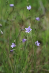 Wahlenbergia grandiflora