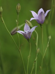 Wahlenbergia grandiflora