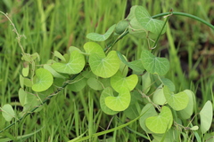 Cissampelos torulosa