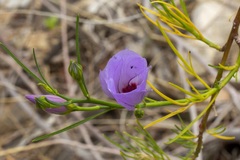 Alyogyne hakeifolia