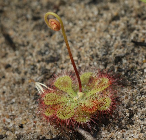 Natal Sundew
