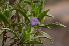 Eremophila freelingii