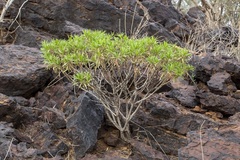 Eremophila freelingii
