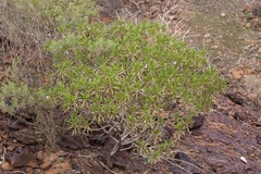 Eremophila freelingii