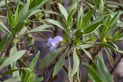 Eremophila freelingii