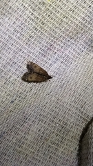 Eudonia asterisca
