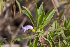 Eremophila freelingii