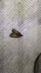 Eudonia asterisca