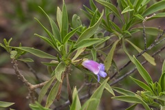 Eremophila freelingii