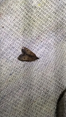 Eudonia asterisca