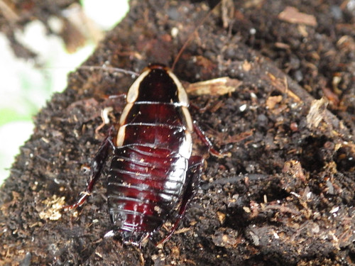 Gisborne Cockroach photo 4