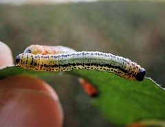 Euura miliaris