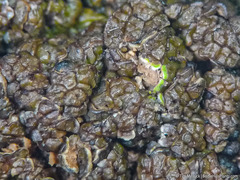 Clavascidium lacinulatum