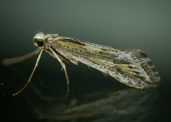 Deuterotinea casanella
