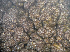 Clavascidium lacinulatum