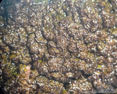 Clavascidium lacinulatum