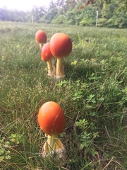 Amanita arkansana