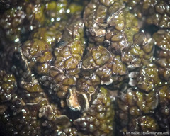 Clavascidium lacinulatum