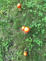 Amanita arkansana