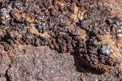 Clavascidium lacinulatum