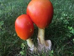 Amanita arkansana