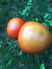 Amanita arkansana