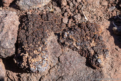 Clavascidium lacinulatum