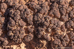 Clavascidium lacinulatum