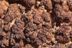 Clavascidium lacinulatum