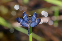 Zenithoptera lanei