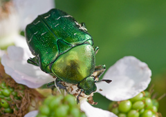 Cetonia aurata